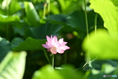 光源