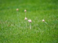 草原の小っちゃなお家