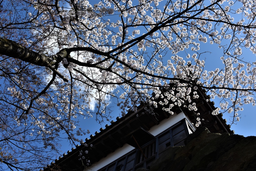 城と桜と青空と