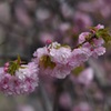 造幣局の通り抜け2