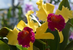 洋らんﾌｪｱ２