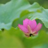 隙間からのぞいた蓮