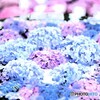 花手水