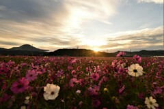 夜明けのコスモス