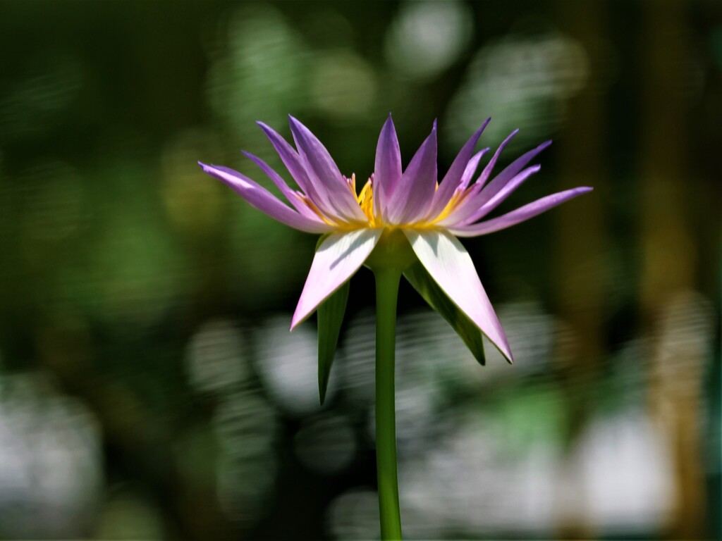 水中花