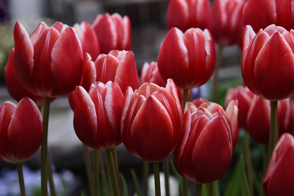 ｱｲｽﾁｭｰﾘｯﾌﾟ