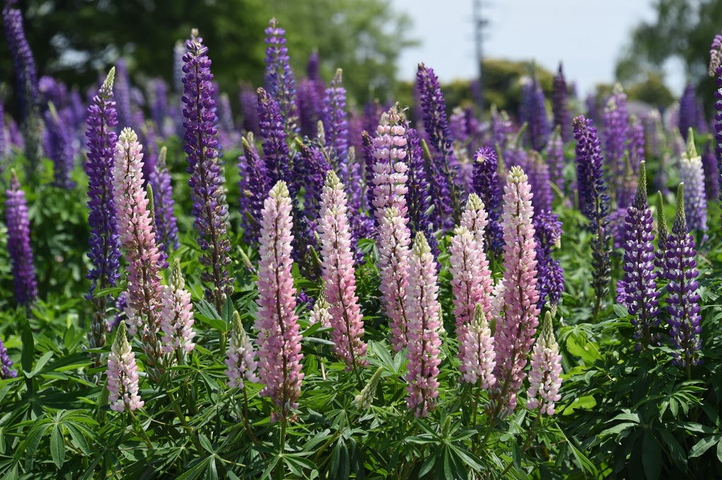 ﾙﾋﾟﾅｽ並木２