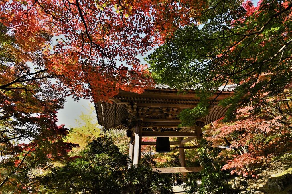 青葉以上紅葉未満