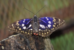 ｵｵﾑﾗｻｷ蝶２