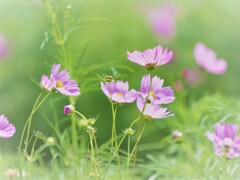 秋桜　揺れて・・