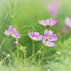 秋桜　揺れて・・