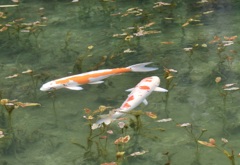 モネの池