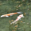 モネの池