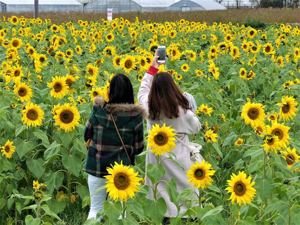 季節外れのひまわり畑で