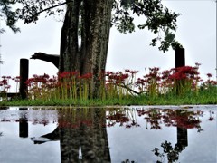 雨の日の彼岸花