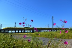 道端のコスモス