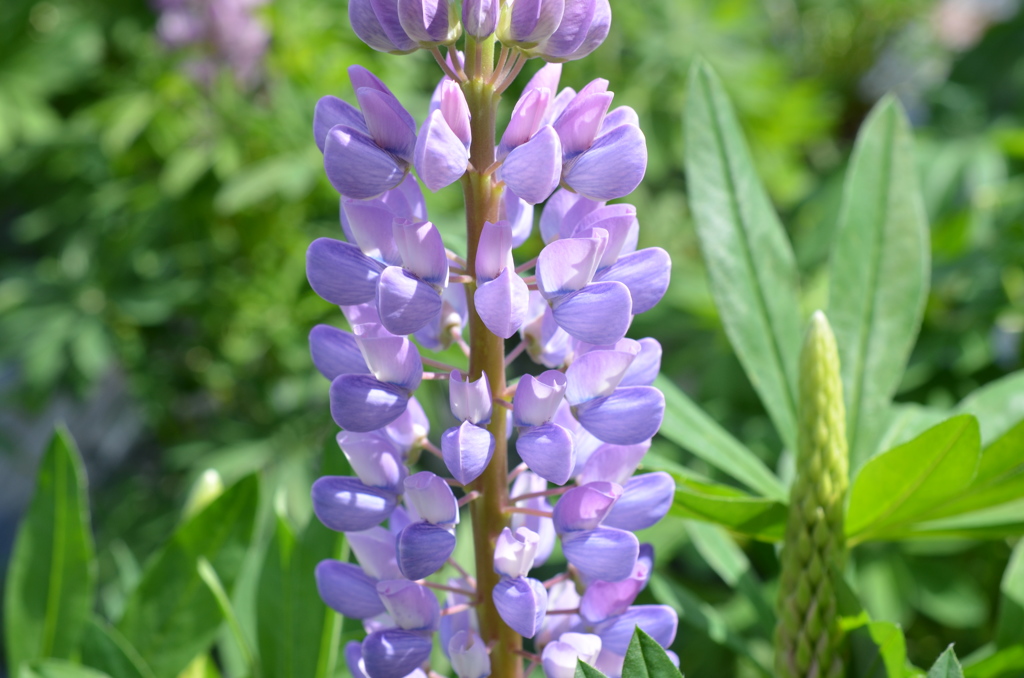 宝石のような２