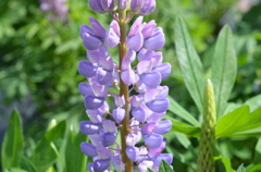 宝石のような２