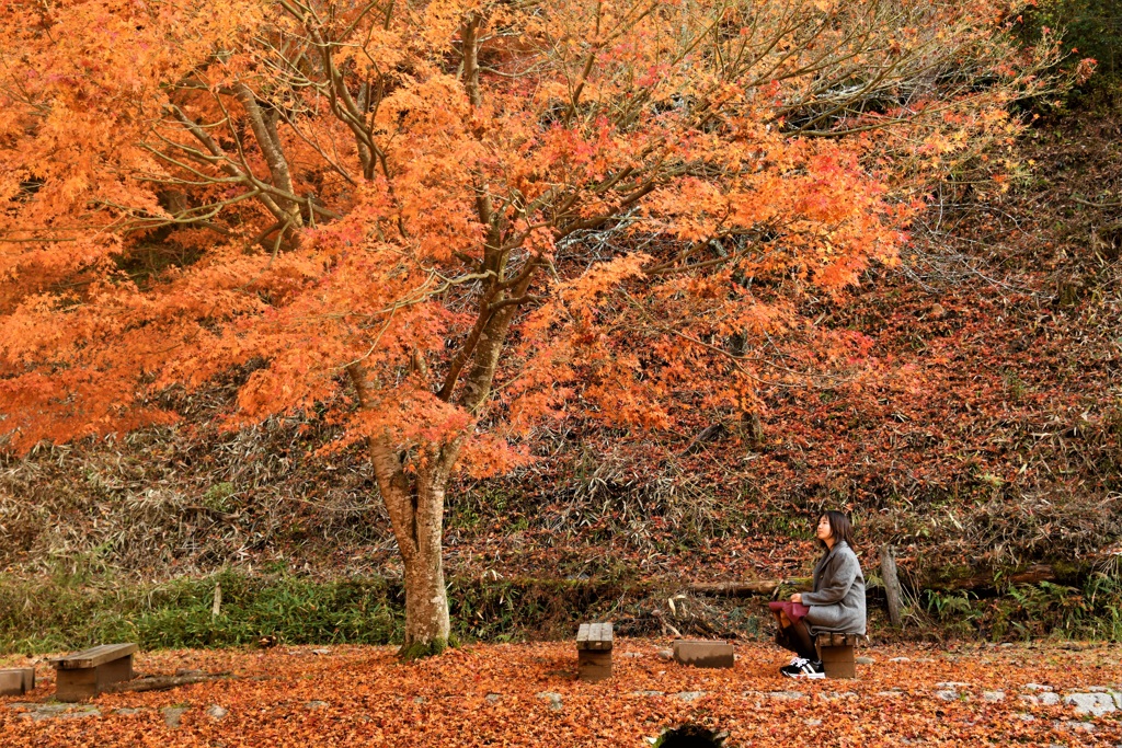 紅葉に魅入る