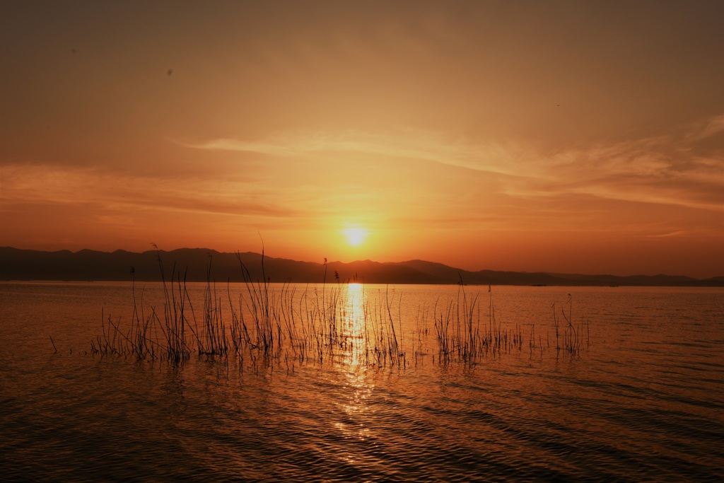 皐月　柳川夕景1