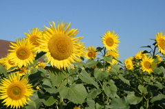 11月のひまわり５