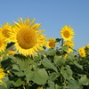 11月のひまわり５