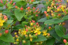 ﾋﾍﾞﾘｶﾑ５