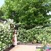 薔薇園