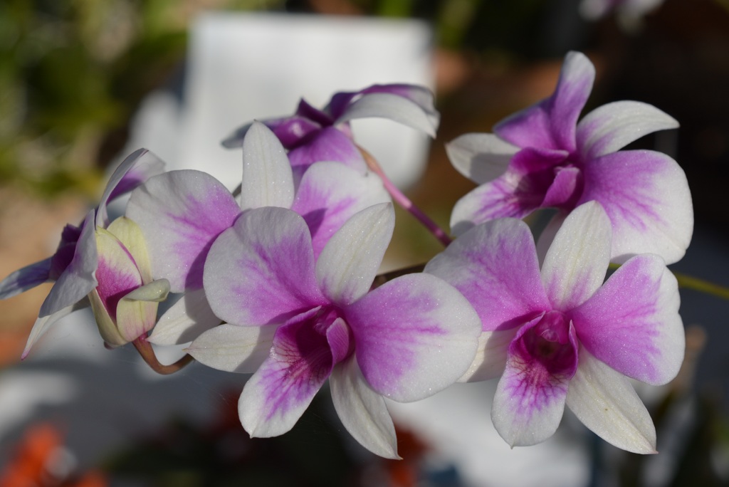 洋らんﾌｪｱ４