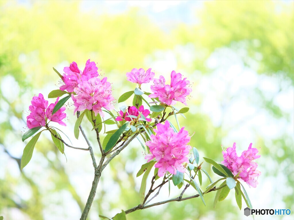 はつこい
