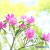 はつこい