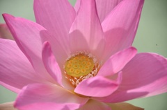 華やかに