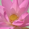 華やかに