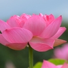 蓮４
