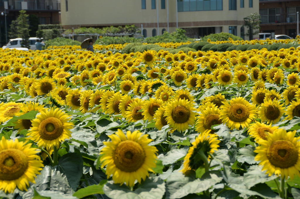 ひまわりがいっぱい