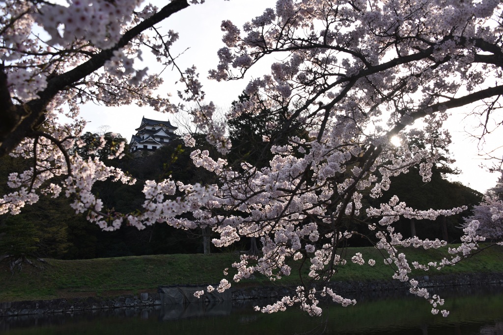 彦根城桜景4