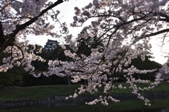 彦根城桜景4