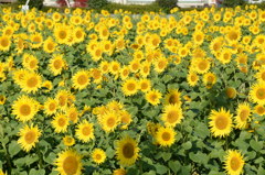 11月のひまわり４