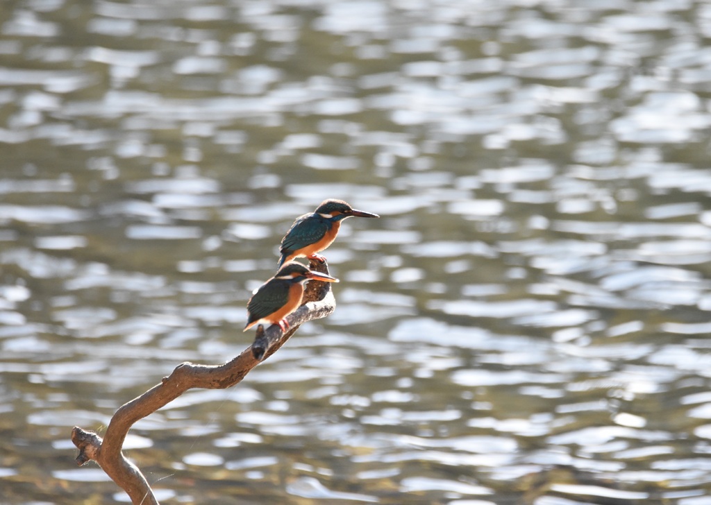 お腹空いてるのよね