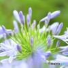 アガパンサスの憂鬱