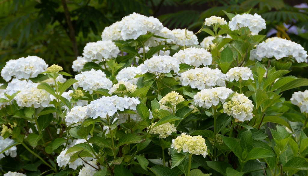 全長寺の紫陽花５