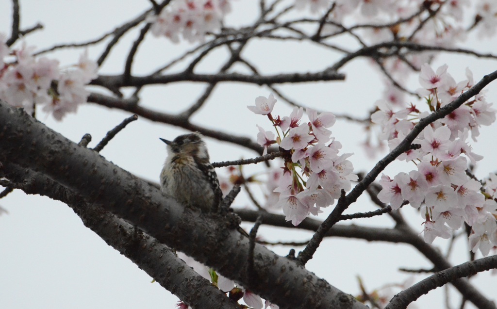 お花見中