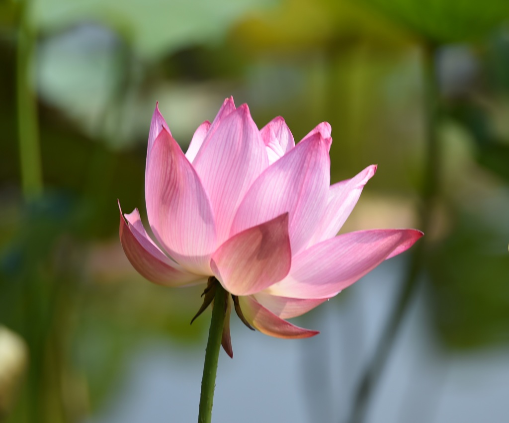 照