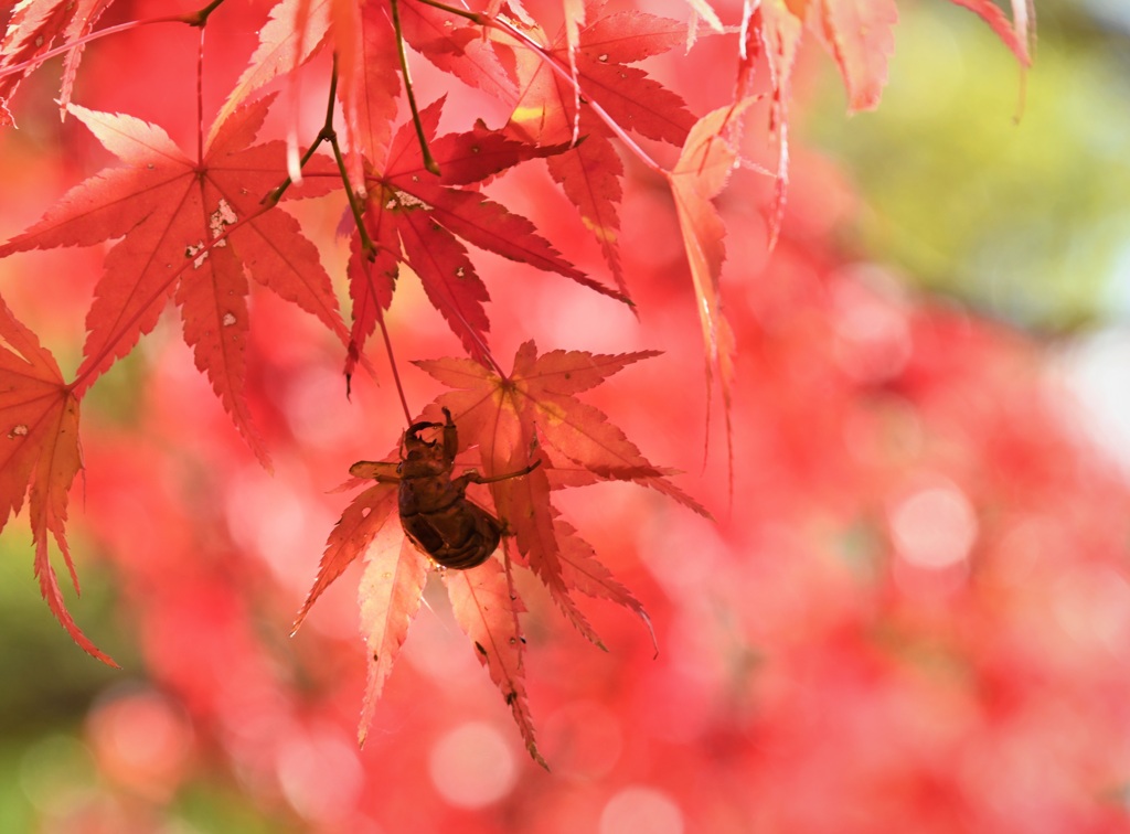 秋の名残に、夏の思い出