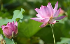 繫