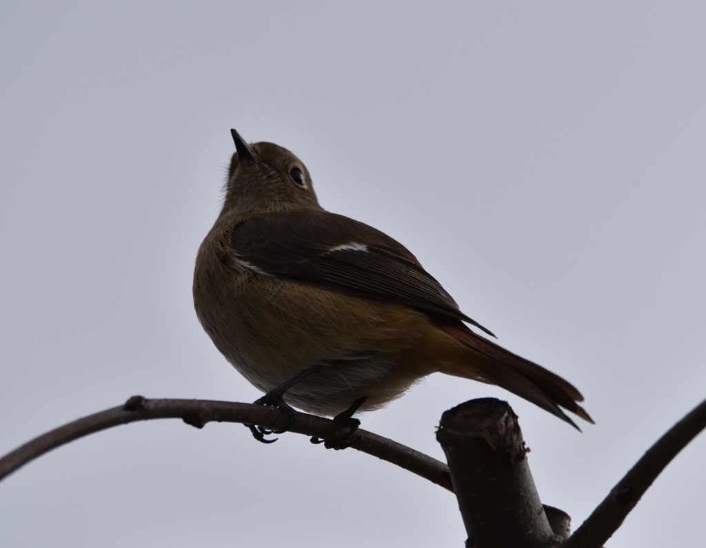 ジョビ子ちゃん