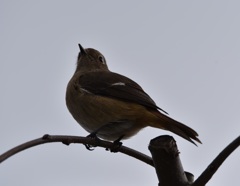 ジョビ子ちゃん