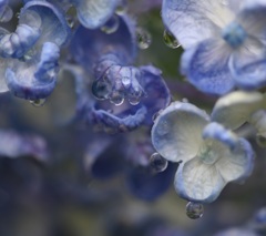雨上がり1