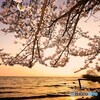 夕暮れ桜