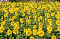 11月のひまわり３